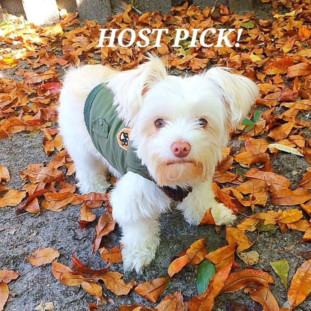 ❣️HP❣️ Perfectly Pet olive dog vest sz: XS